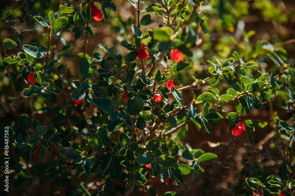 Close-up green cotoneaster bush with red berries in sunlight, selective focus. Wild endemic steppe plants.