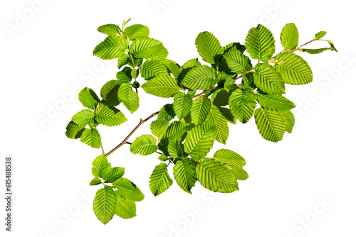 isolated twig with leaves of hornbeam tree isolated over transparent background photo