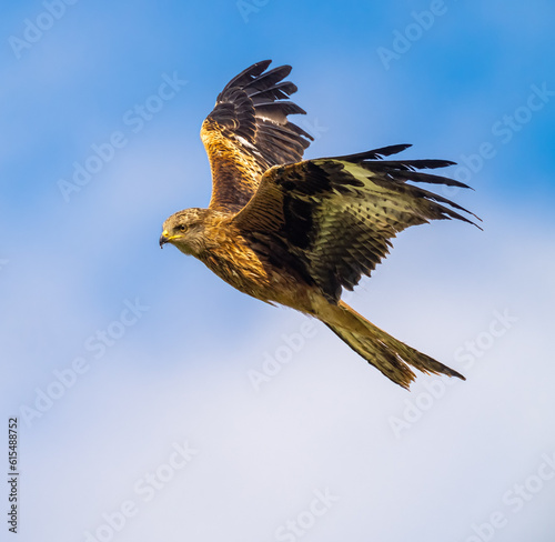 Red Kite in Flight. Witness the awe-inspiring flight of the Red Kite, a once-endangered bird that has made a remarkable comeback through reintroduction efforts.