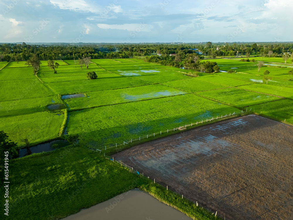 aerial shots, drone photography, aerial shots of rice fields in evening light, drone shots of rice fields, high angles of rural areas. A bird's-eye view of rice fields.