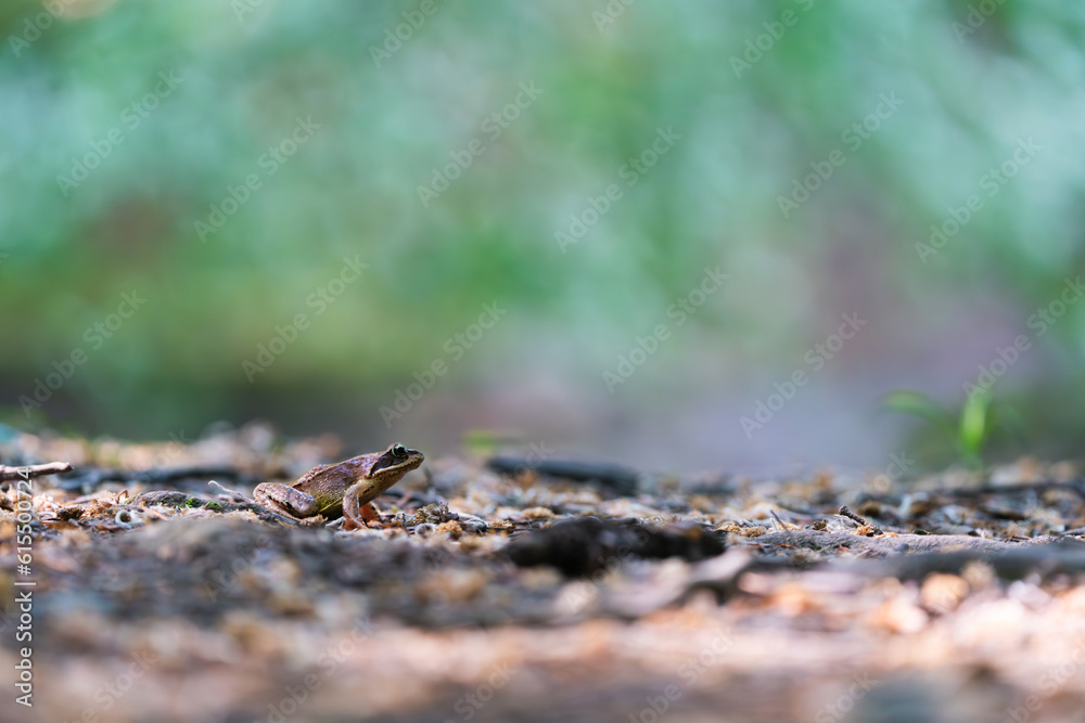Frosch auf dem Waldboden
