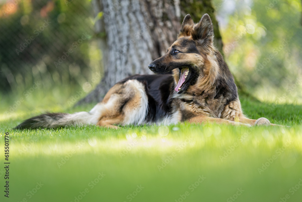 Lying German shepherd dog with longer fur. Lying German shepherd dog with longer fur.