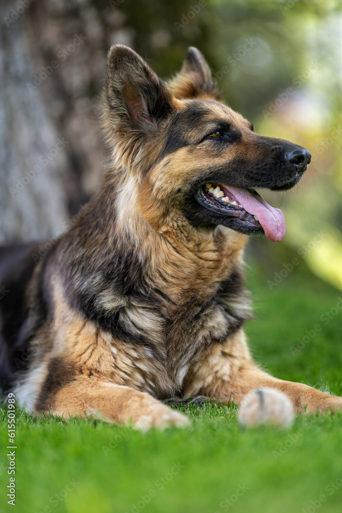 Lying German shepherd dog with longer fur.