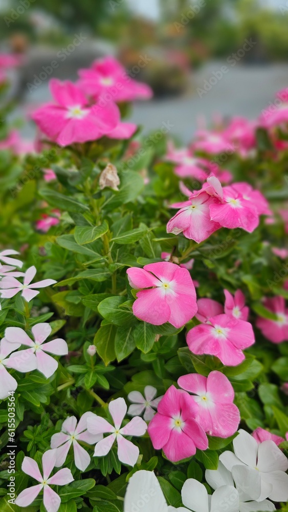 Obraz premium Flower