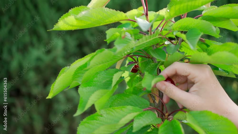 Woman plucks cherry berries. Red cherries on a tree on a summer sunny morning close-up footage 4K Woman plucks cherry berries. Red cherries on a tree on a summer sunny morning close-up footage 4K