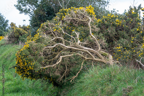 common gorse shrub Ulex europaeus leaning by the roadside, Isle of Man photo