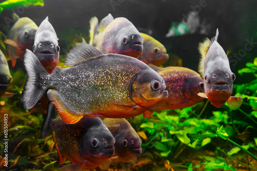 Piranha, Pygocentrus nattereri swimming in aquarium pool with green seaweed. Famous fresh water fish for aquarium hobby. Aquatic organism, underwater life, aquarium pet photo