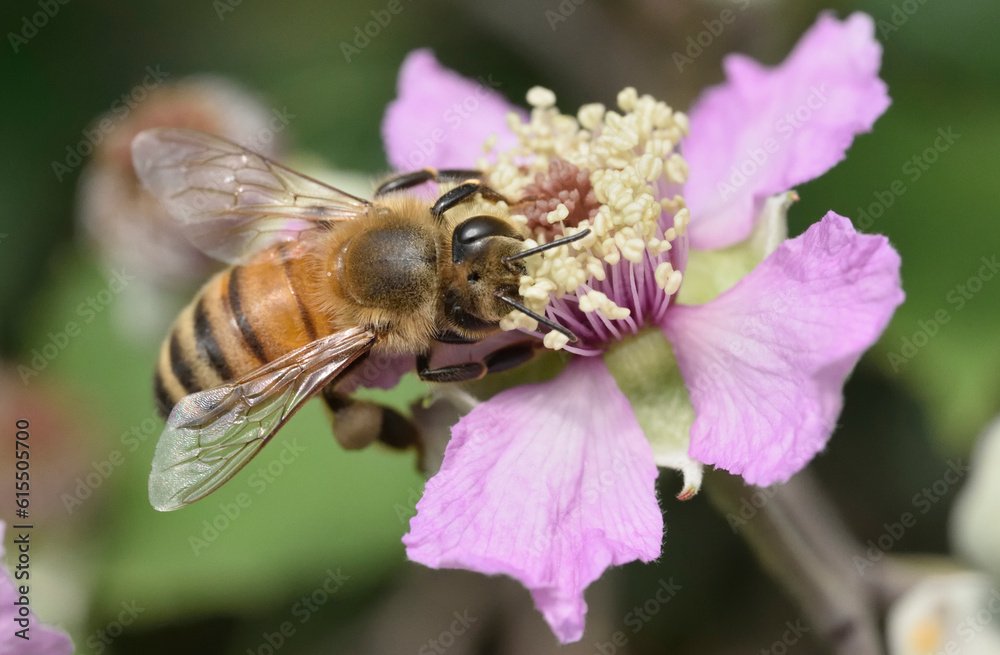 Bee on blackberry flower close-up Bee on blackberry flower close-up