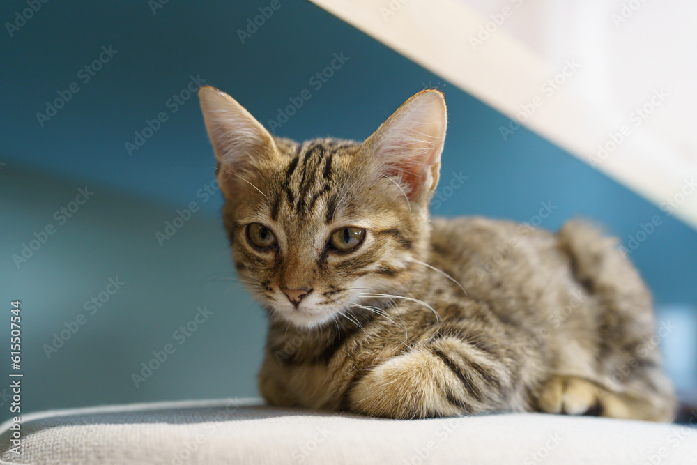 Little brown tabby kitten cute animals in house.