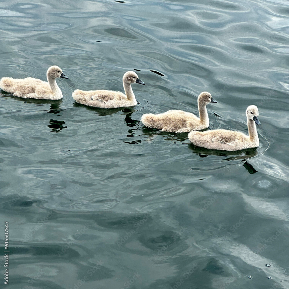 Fototapeta premium little swans on the lake