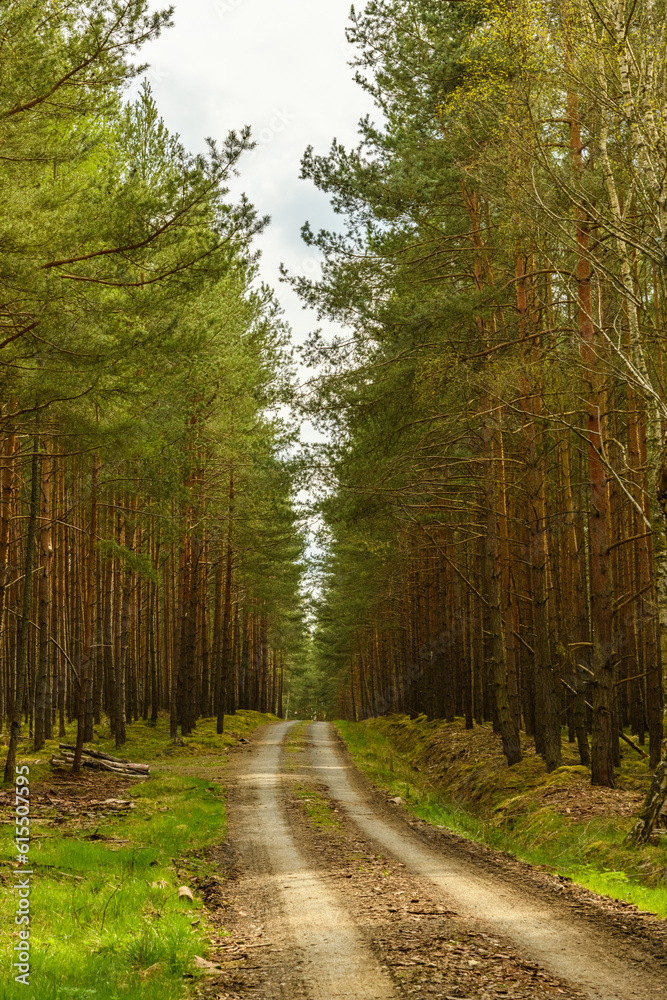 Fototapeta premium dirt road in a pine forest