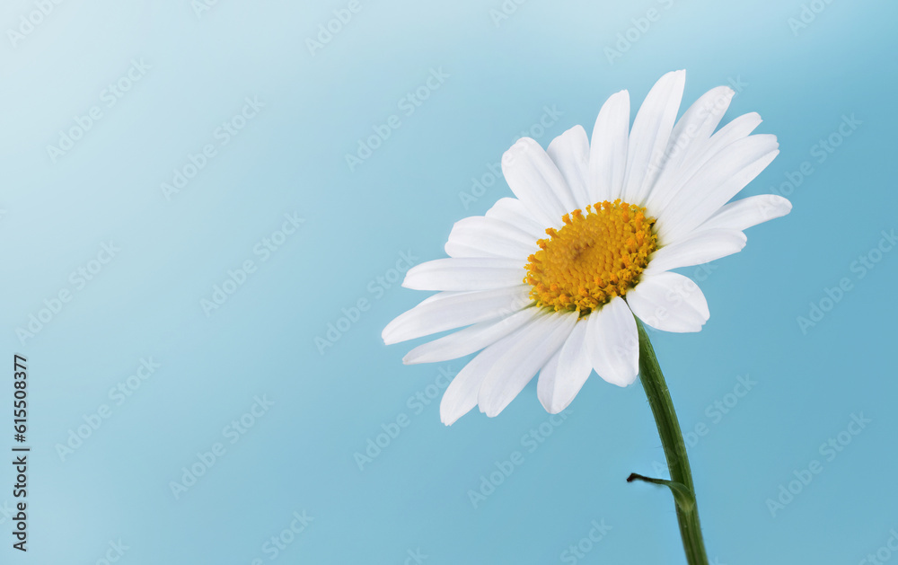 Naklejka premium Chamomile flower on blue background. Chamomile, daisy flower on blue with copy space. Chamomile flower wallpaper.