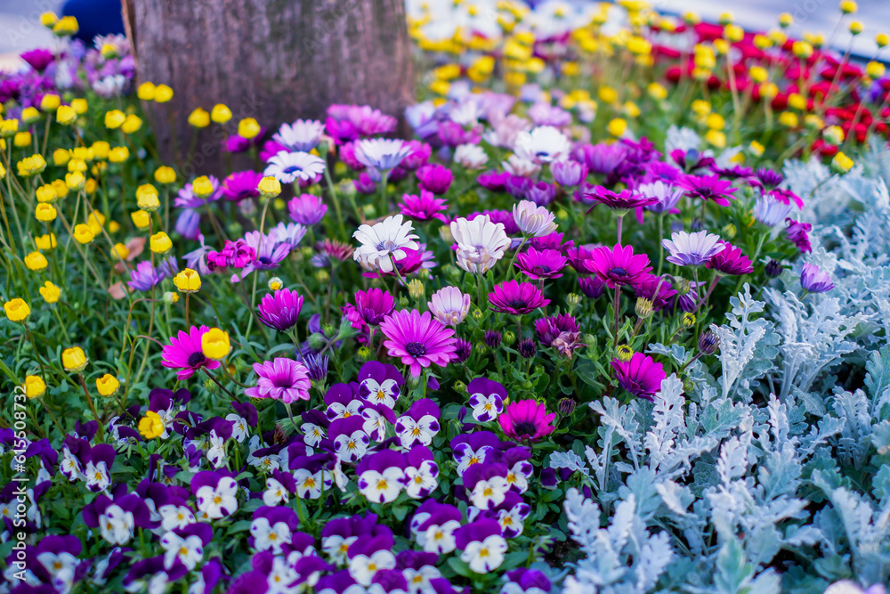 Gerbera (African daisy) Commonly known as the African daisy or