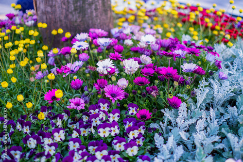 Foto Gerbera (African daisy) Commonly known as the African daisy or Barberton daisy