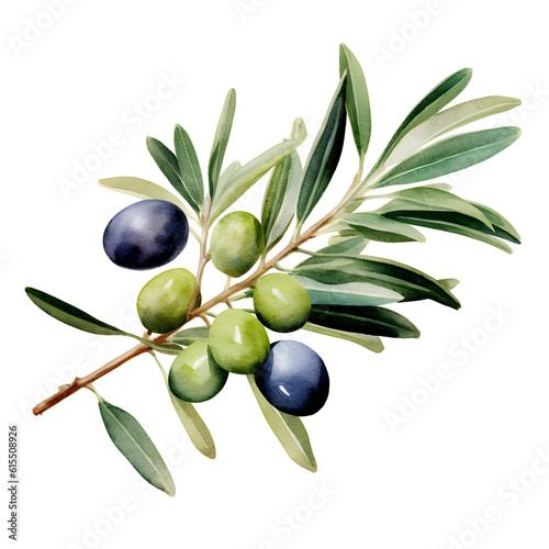 Olive branch with black olives watercolor illustration