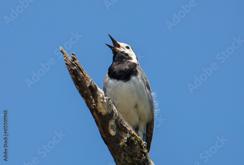 A white Motacilla bird singing on the top of a branch