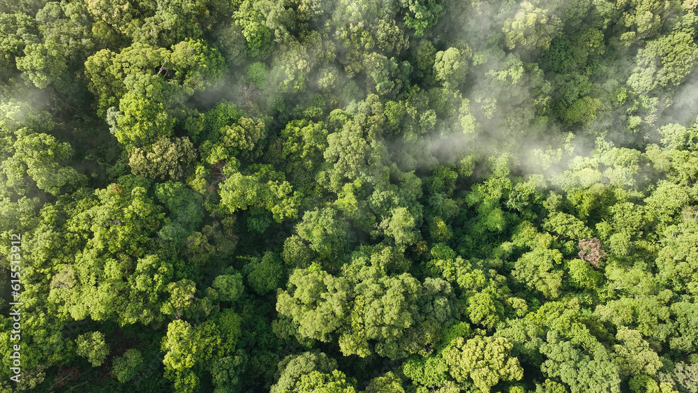 Tropical forests can absorb large amounts of carbon dioxide from the atmosphere.