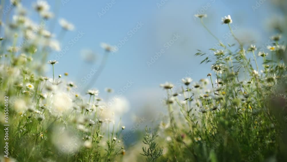 Daisy Chamomile flowers field background. Beautiful nature scene with blooming chamomilles in sun flare. Sunny day. Summer flowers.