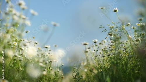Daisy Chamomile flowers field background. Beautiful nature scene with blooming chamomilles in sun flare. Sunny day. Summer flowers.