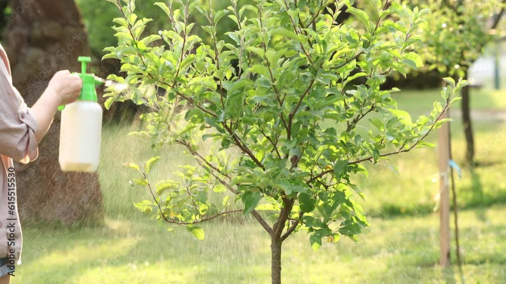 Woman spraying fruit tree with insecticide against pests and diseases