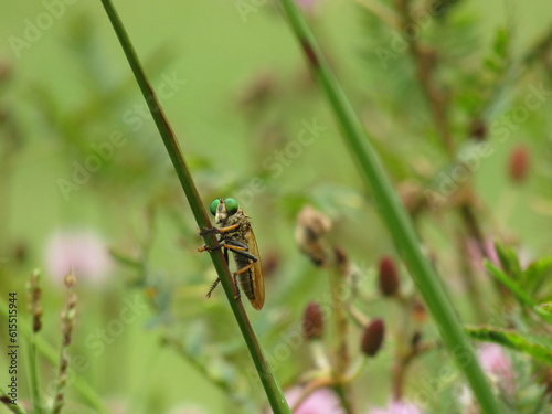 wasp on a leaf © channie