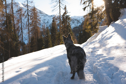 cane in montagna sulla neve  photo