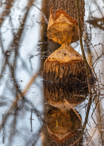 chewed beaver stump reflection