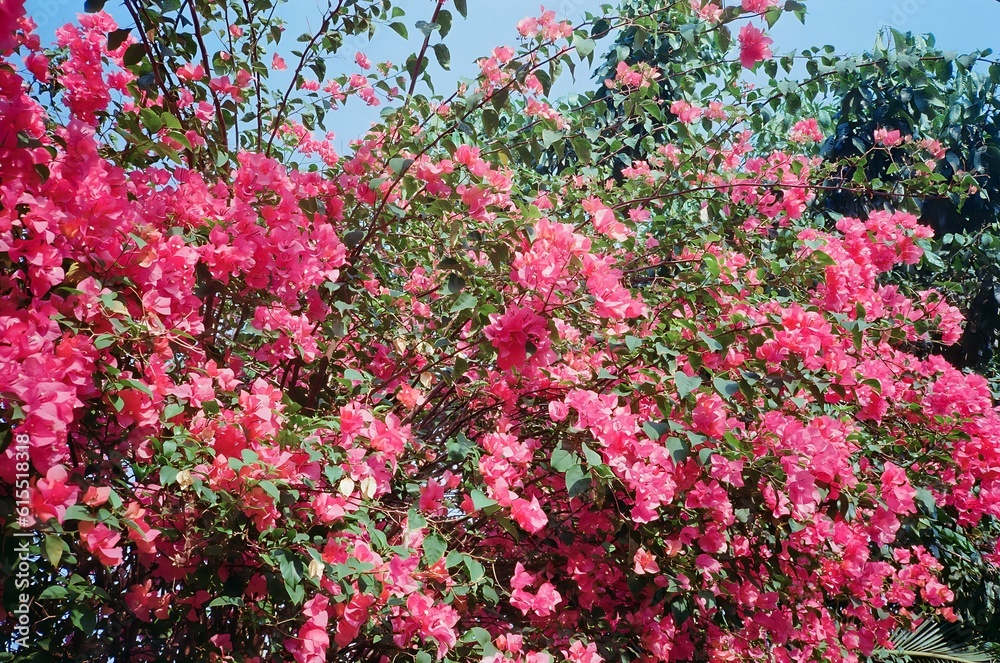 View of bougainvillea glabra flowers shrub with branch and green leaves. No people. View of bougainvillea glabra flowers shrub with branch and green leaves. No people.