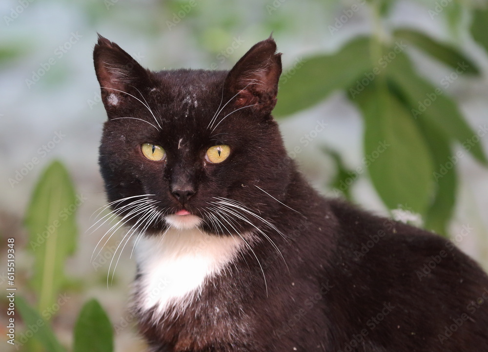 Portrait of a black and white cat in poplar down
