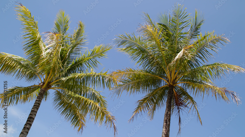 Two tall coconut tree with clear blue sky in the afternoon. Two tall coconut tree with clear blue sky in the afternoon.