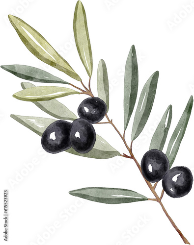 Watercolor olive tree branch with black olives and leaves. Hand painted botanical floral illustration Editable for design, banner, cover, book, recipe, print, fabric.