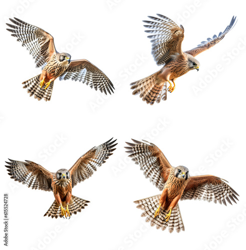 Flying kestrel isolated on the transparent background PNG. AI generative. 