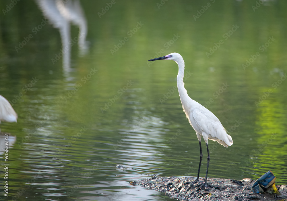 Fototapeta premium A heron wading in a pond looking for some fish