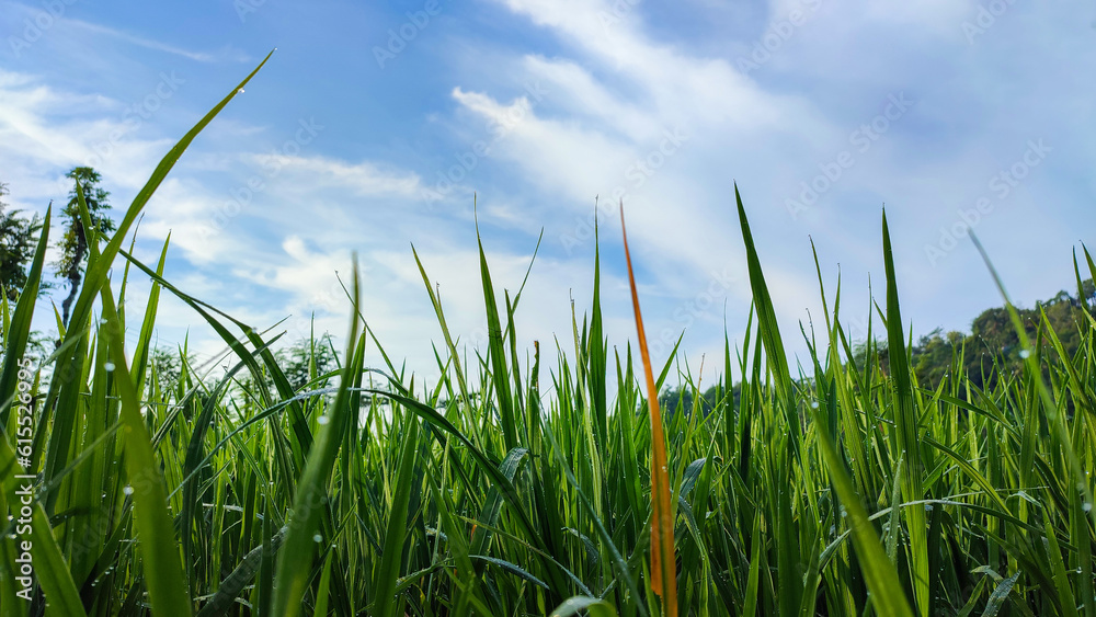 Fototapeta premium Leaf shoots of Rice plant (Oriza sativa) in paddy field with blue sky background 