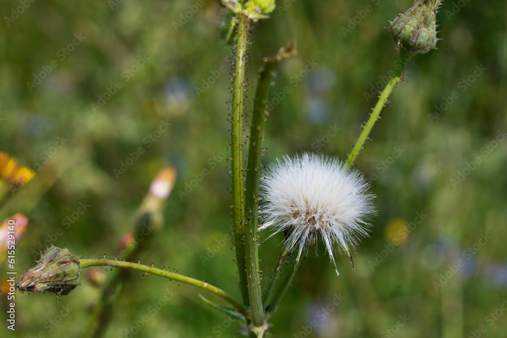 Seedhead of sonchus flower Seedhead of sonchus flower
