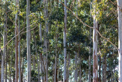 A beautiful Eucalyptus globulus forest.