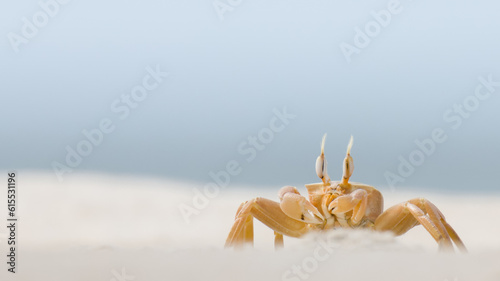 Ocypode Ghost Crab on a white sandy beach