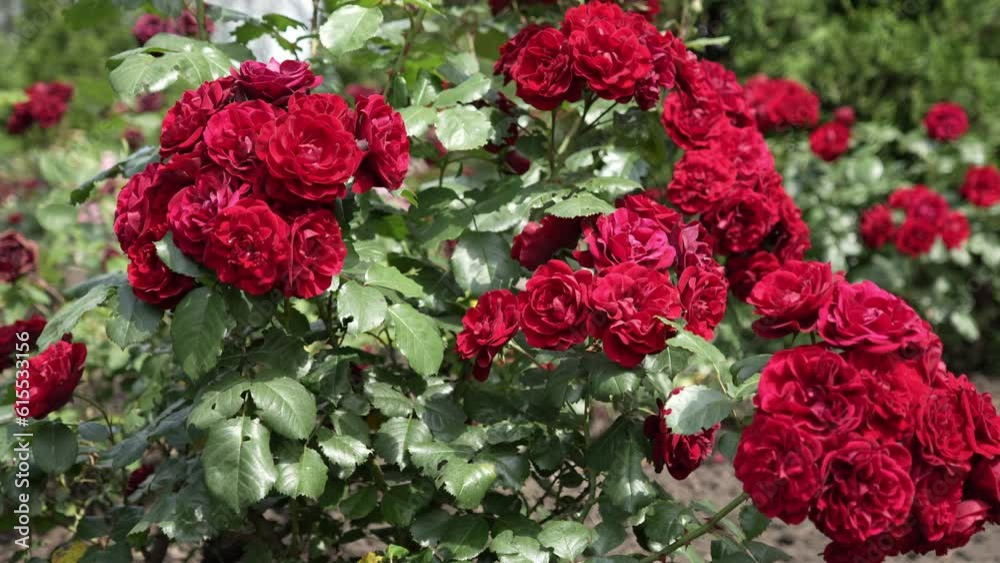 A beautiful bush of voluminous red roses sways in the wind on a sunny day. Red rose bush. Slow motion with motion tracking. Panorama up. A beautiful bush of voluminous red roses sways in the wind on a sunny day. Red rose bush. Slow motion with motion tracking. Panorama up.