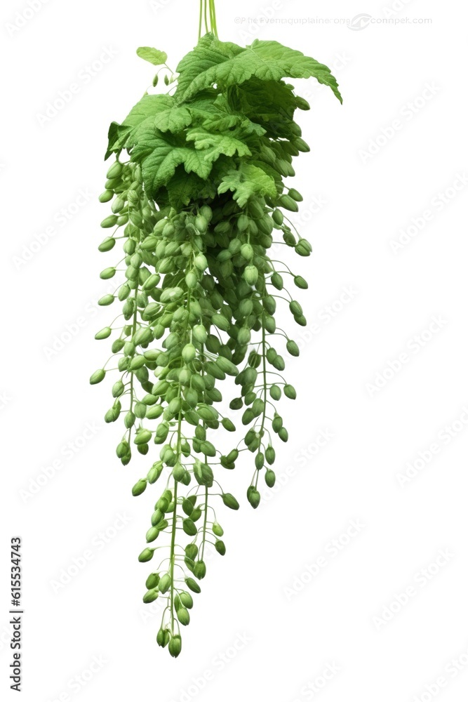 fern leaf isolated on white fern leaf isolated on white