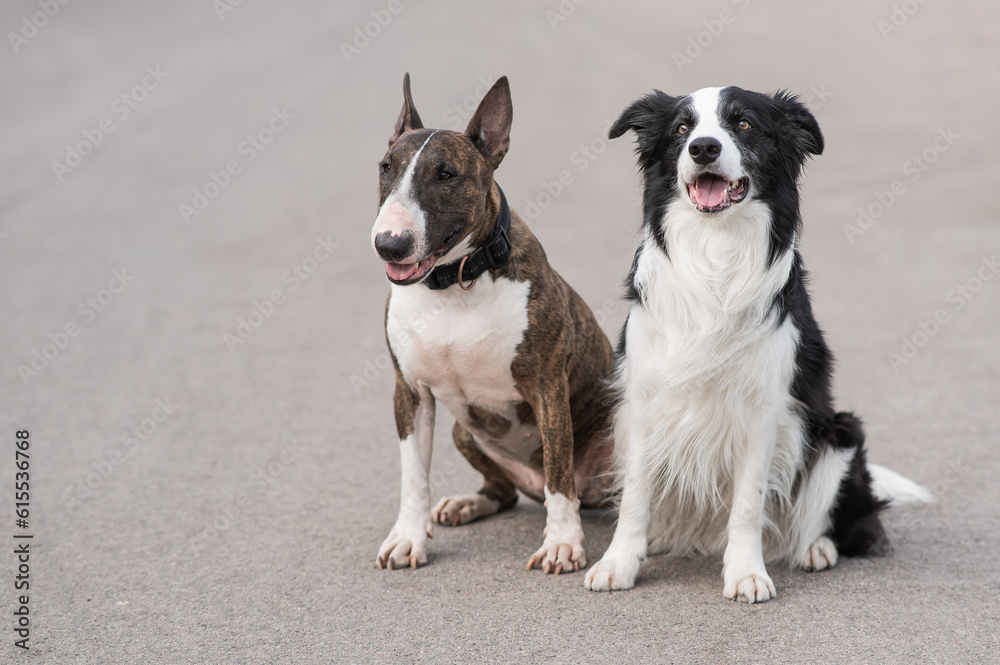 Black and white border collie and brindle bull terrier sit on a walk. 