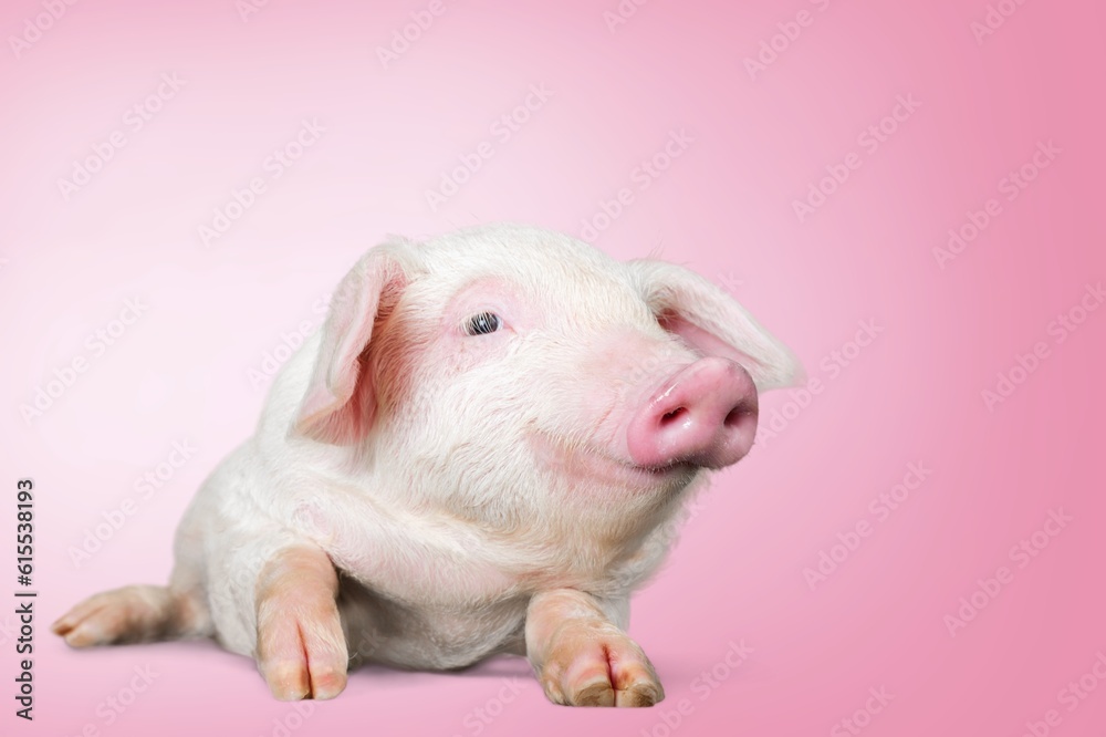 Happy smiling cute baby pig