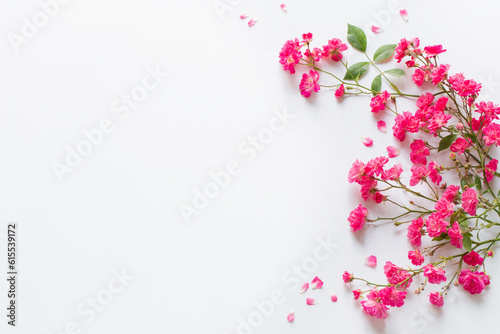 pink roses on white paper background