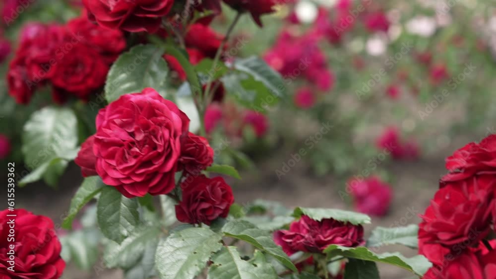 Blooming rose close-up. Bush of profusely blooming red rose on a sunny day. Slow motion with motion tracking. Blurred background.