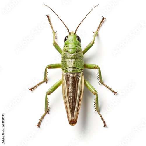 grasshopper isolated