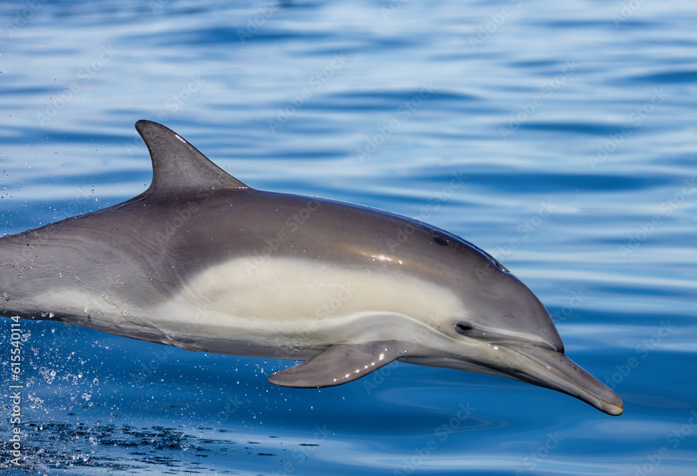 Obraz premium dolphin in the water, dolphin jumping out of water