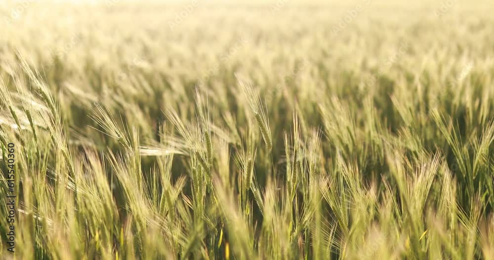 Sunset Over The Wheat Field Green wheat field swaying in the breeze under a blue sky Waltz of the wheat field grass wind First Dance Choreography Sunset Over The Wheat Field Green wheat field swaying in the breeze under a blue sky Waltz of the wheat field grass wind First Dance Choreography