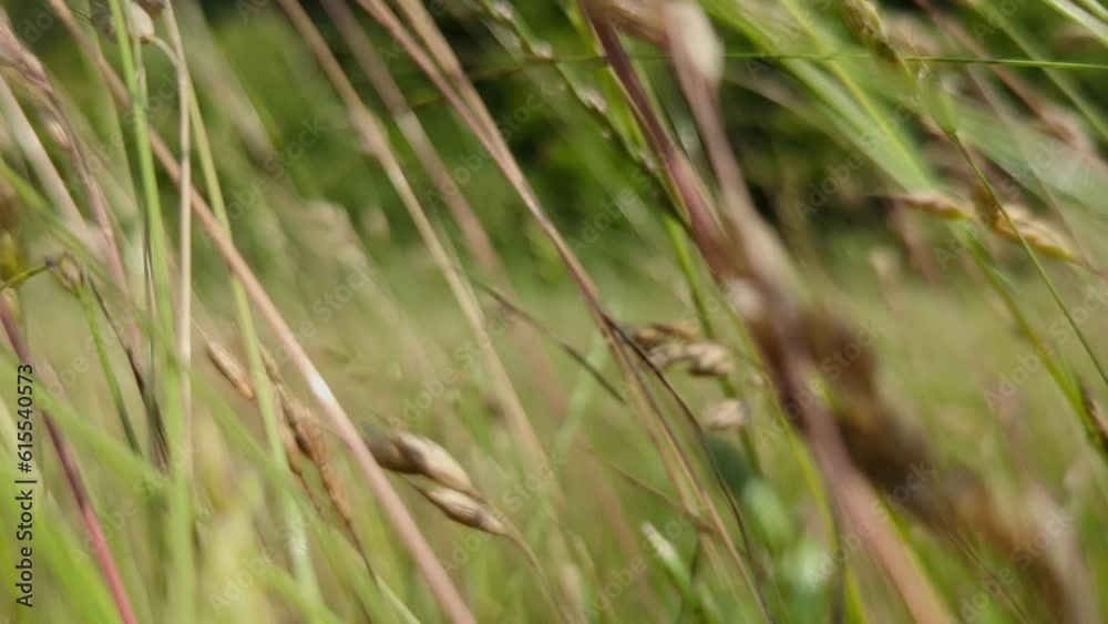 First view of a camera is moving through the tall grass and focus is shifting on the trees and blue sky. First view of a camera is moving through the tall grass and focus is shifting on the trees and blue sky.