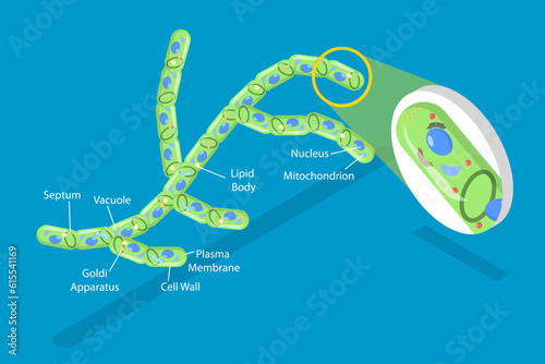 3D Isometric Flat Vector Conceptual Illustration of Fungi Cell, Educational Schema