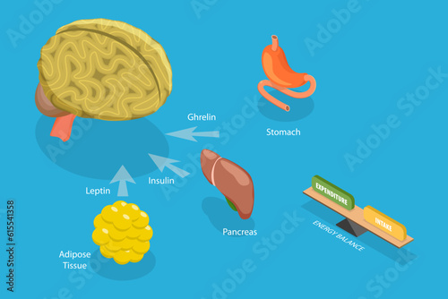 3D Isometric Flat Vector Conceptual Illustration of Control Of Food Intake, Appetite and Hunger Hormones
