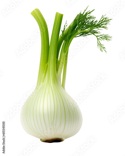Fennel bulb isolated on transparent or white background, png
